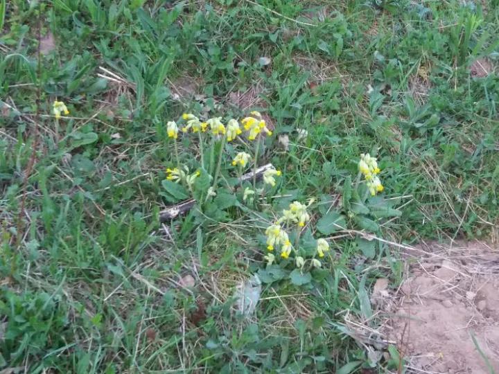 Cowslip 2018