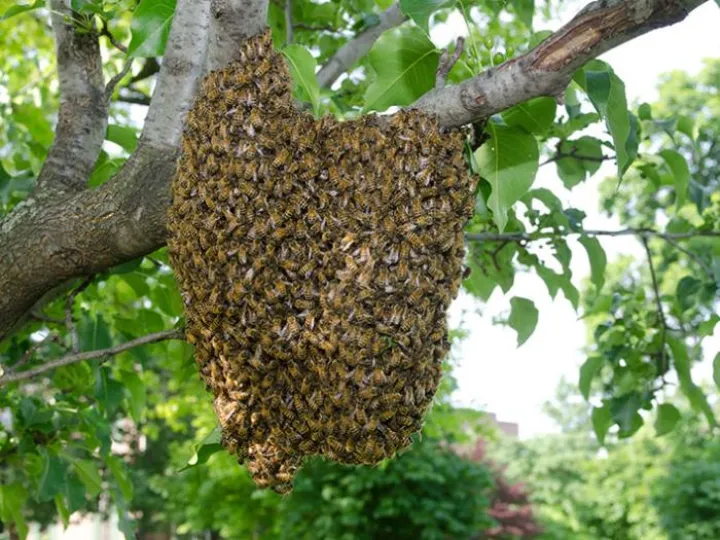 bee-swarm