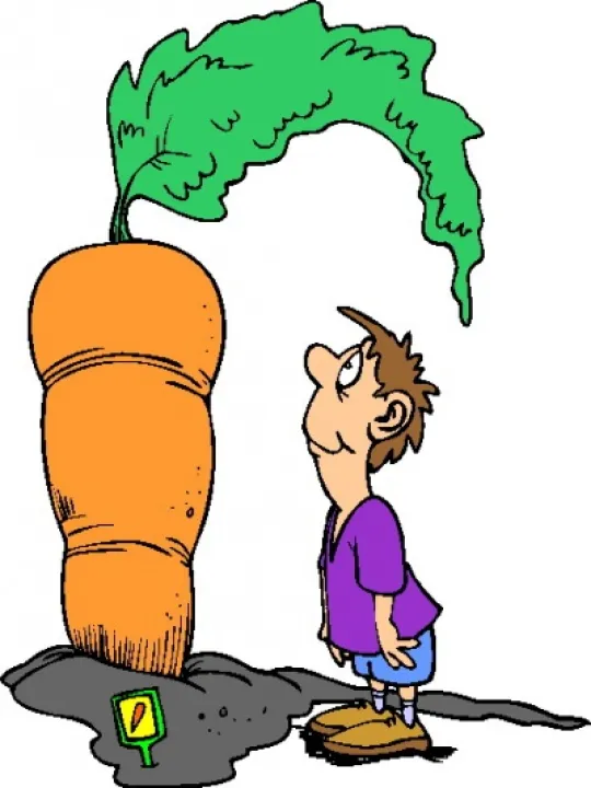 carrot