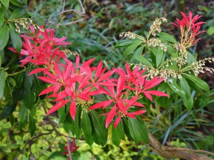 Pieris-formosa-forrestii-768x513