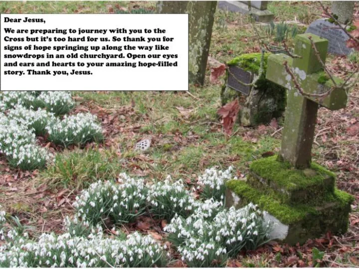 snowdrops in churchyard