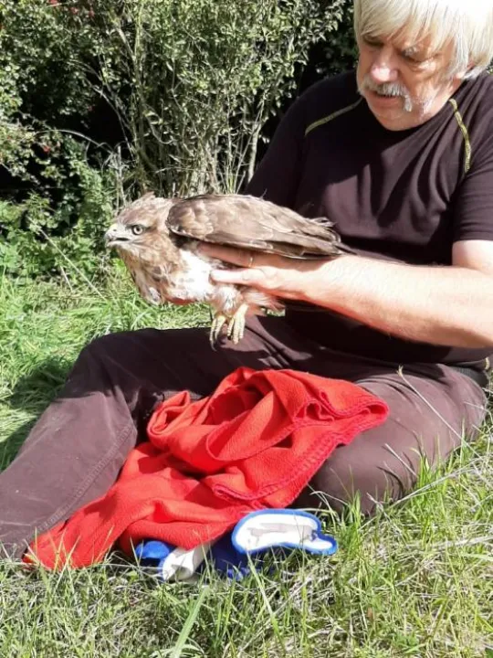 Buzzard Image 2019 09 17