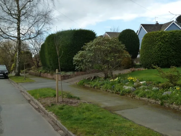 ReplacementTree03-20