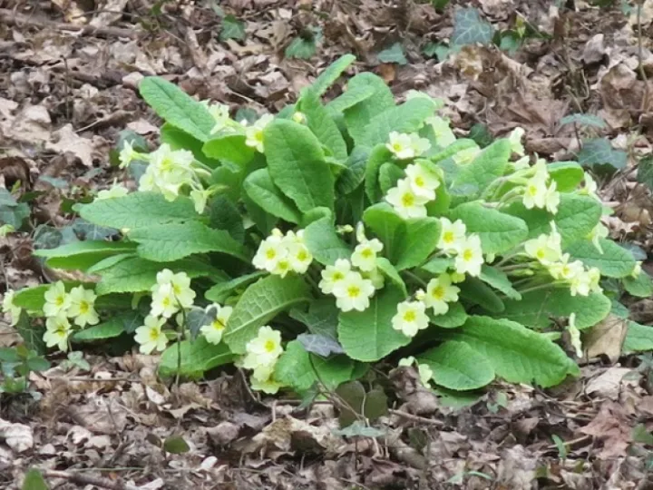 Keith Barker woodland April 2020 (8)