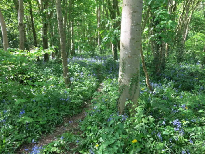 Woodland Walk KB Image002 (12)