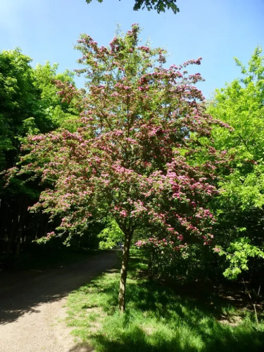 Red Hawthorn Single Tree (1)