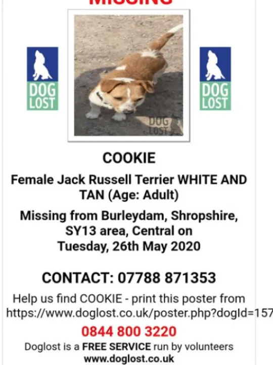Lost Jack Russell