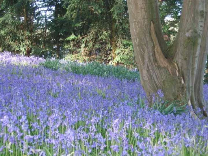 Combermere Bluebells