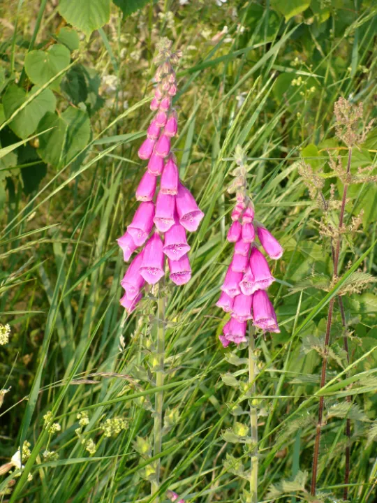 Tarvin Woodland Flowers Foxglove 2
