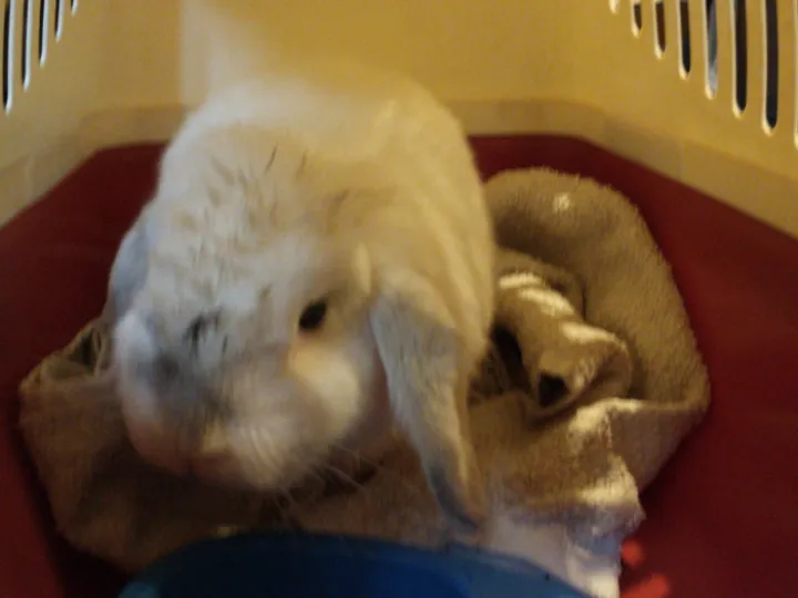 Lost Bunny Image0 (8)