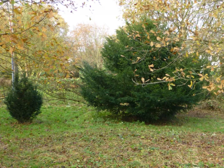 TCW Yews Jim And Ben In 2014 (1)