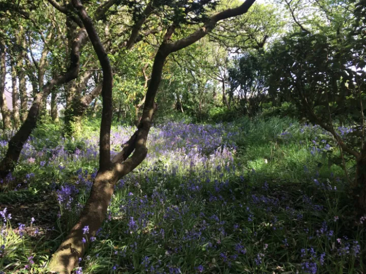 Combermere Bluebells