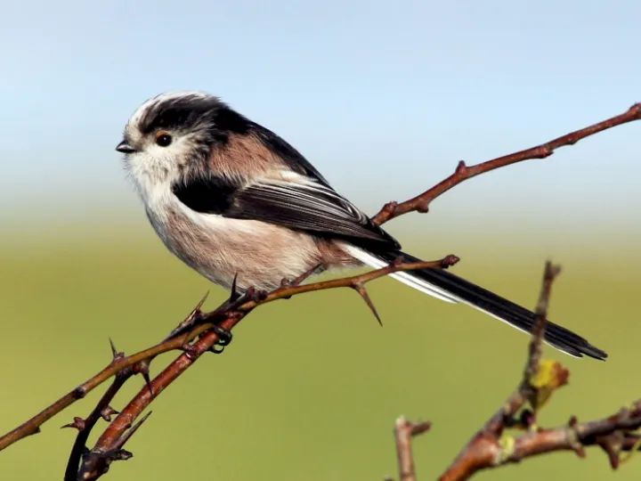 Long Tailed Tit