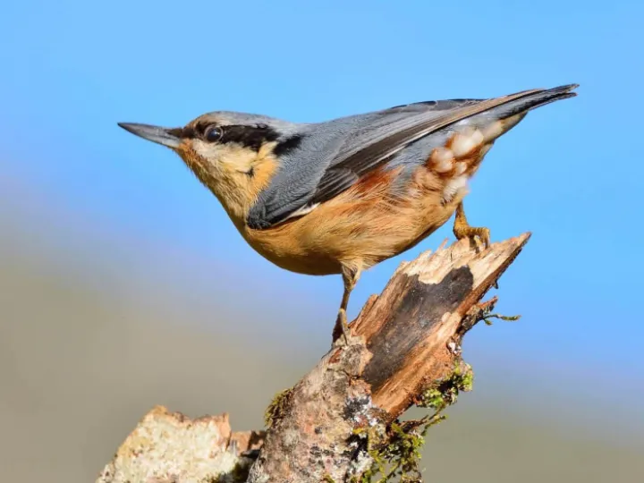 Nuthatch On Stump