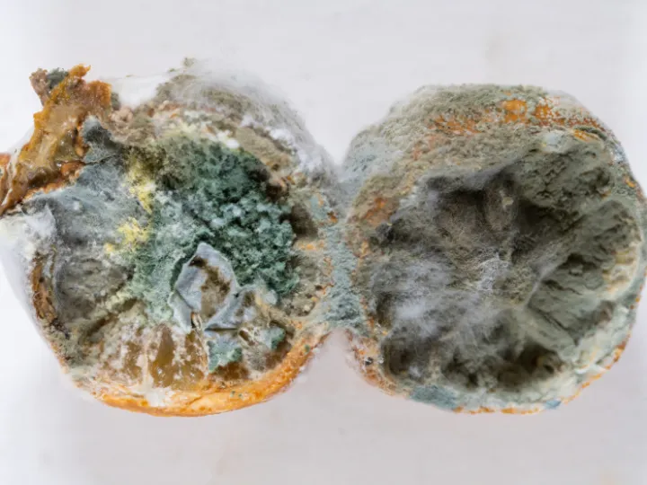 Image: 11 Senior2 Olivia BeautyInDecay