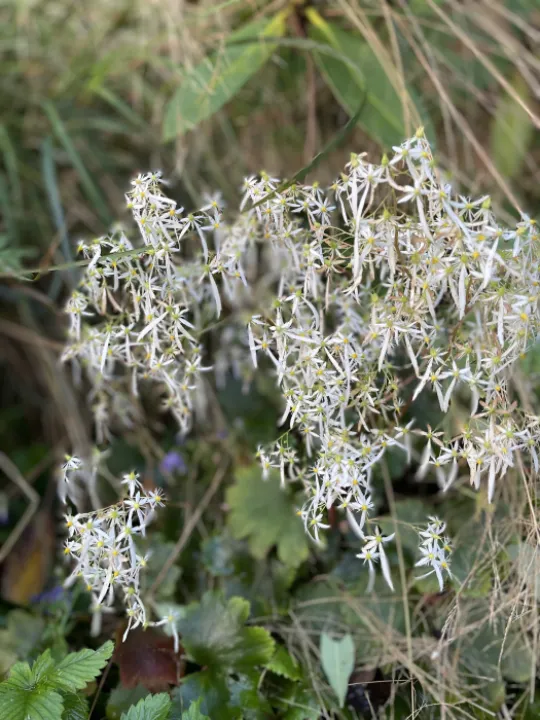 Image: 09EEB848-70DA-48E4-BAEA-6BDD25118F4B