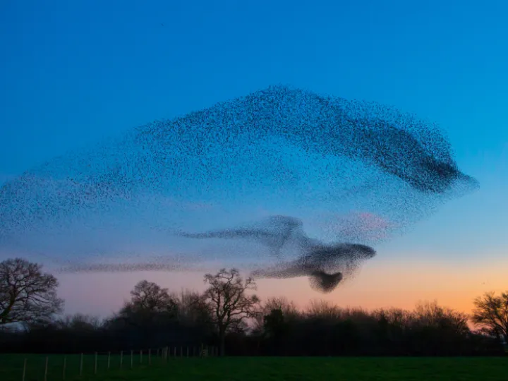 Winner_Arnold &ndash; Word Entry &ndash; Murm_0