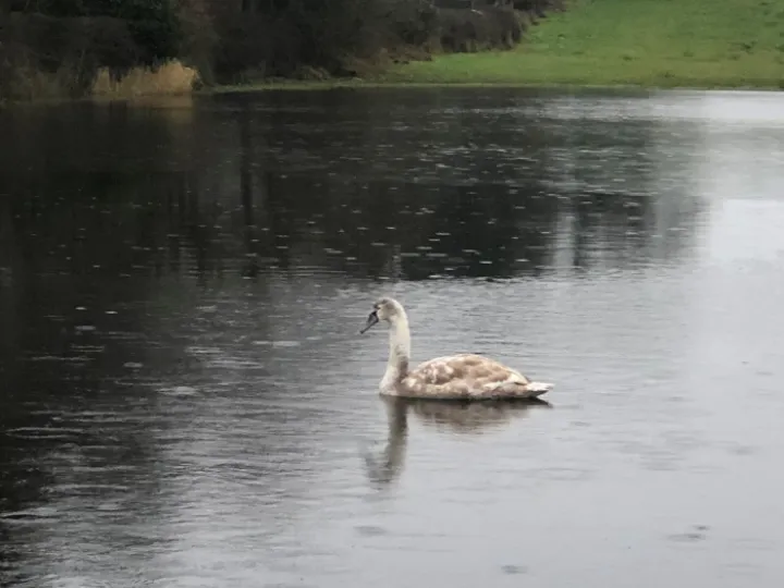 JuvSwanHenLake (2)
