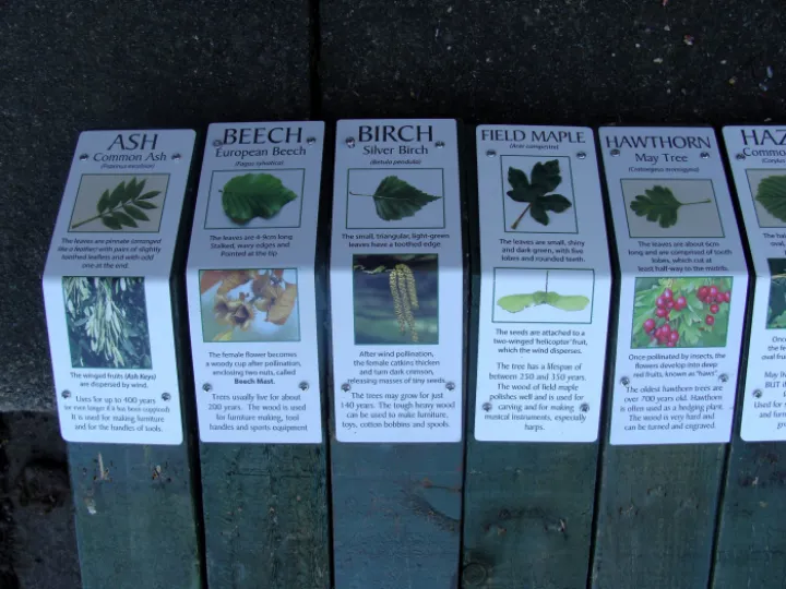 Initial Five Identifiers