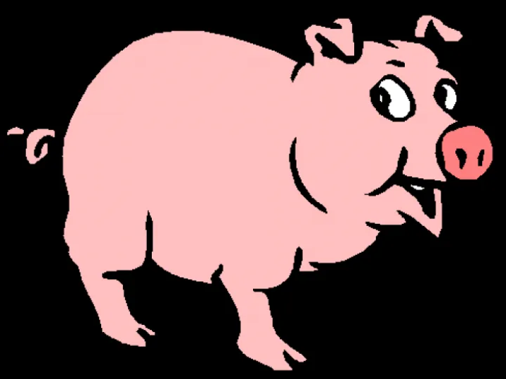 pig