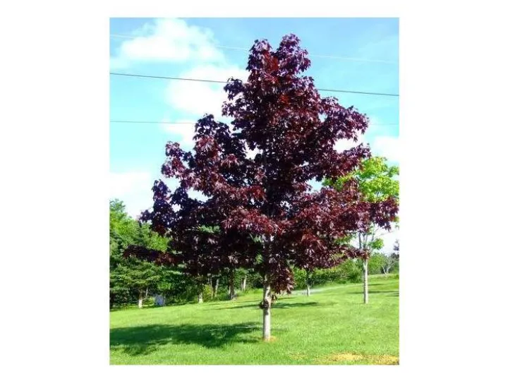 TR87616__main_image_78c5