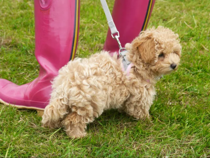 Dog 1
