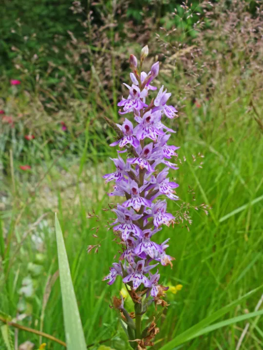 Marsh Orchid