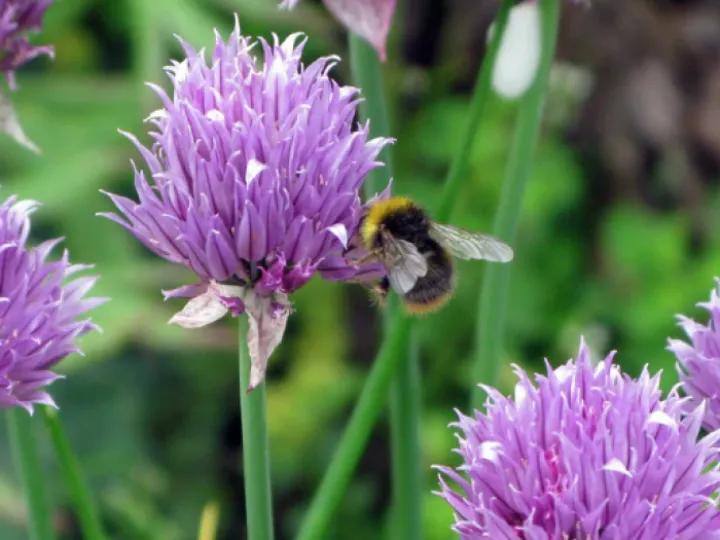 Bee Chives
