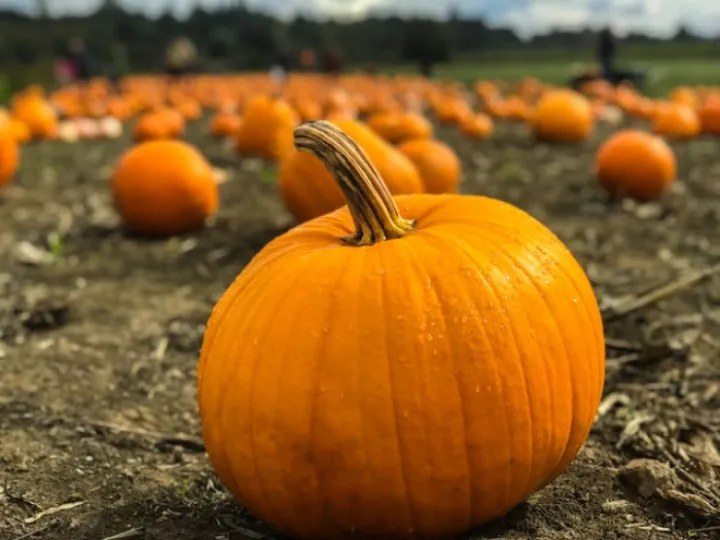 pumpkin image