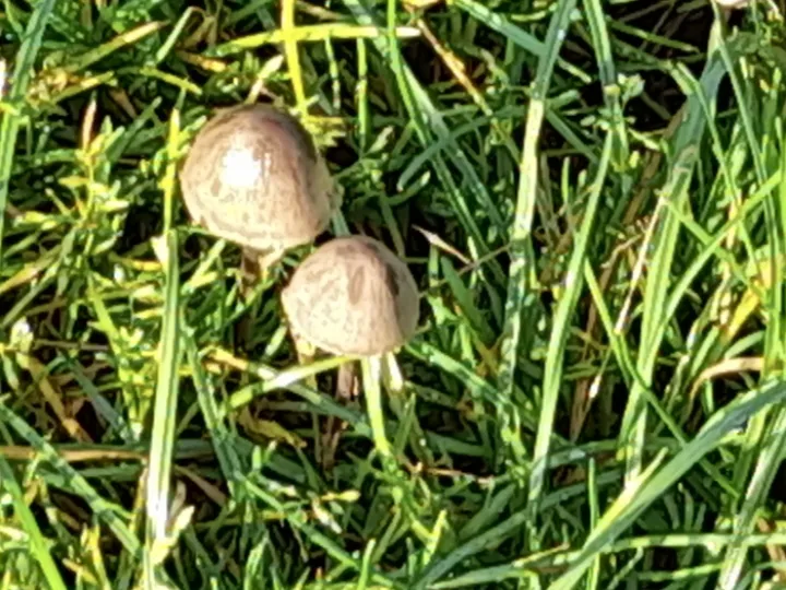 DJW Fungi