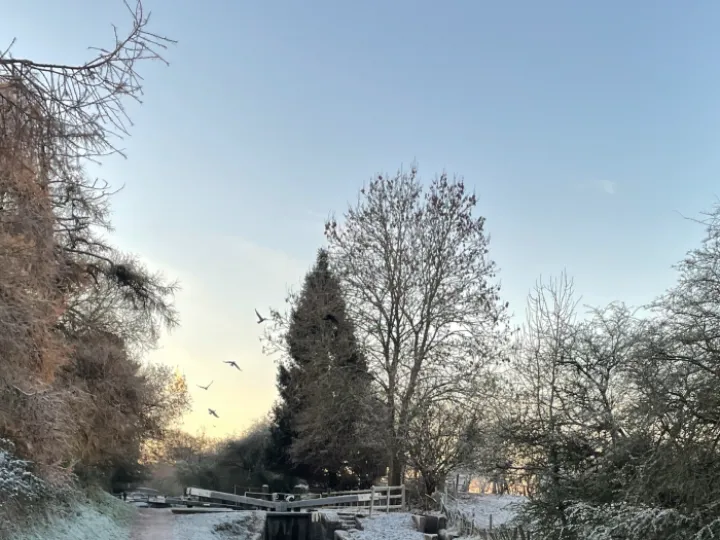 Cormorants over the Canal