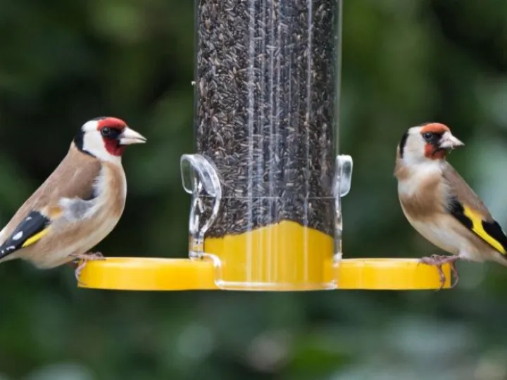 ahp-2185508-goldfinch-pair-on-seed-feeder