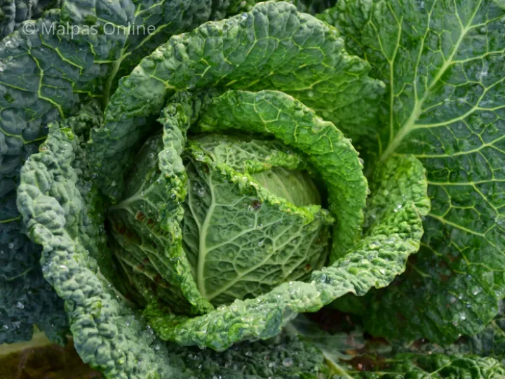 Savoy Cabbage