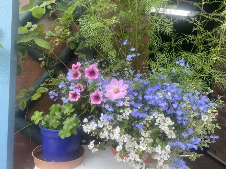 Open Garden Weekend &ndash; Lobelia and Million Bells