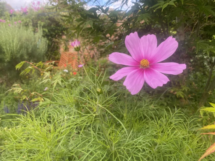 Open Gardens weekend 79 Hockenhull Lane 1