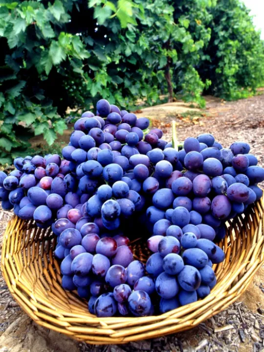 seedless-grapes-gbf7a31bf4_1280