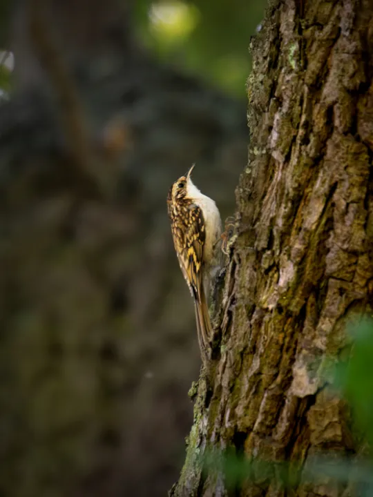 Treecreeper1