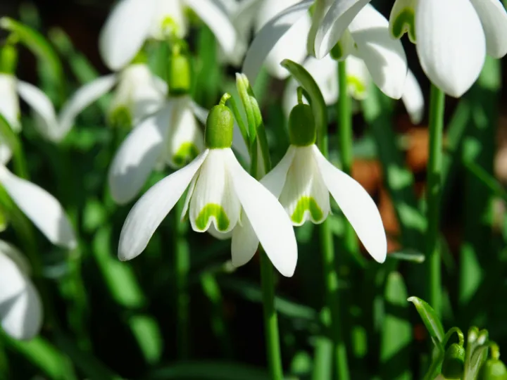 White-and-green Snowdrop Flowers Close-up Photography