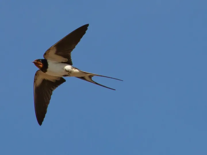 Swallow flying, swallow in flight, swallow