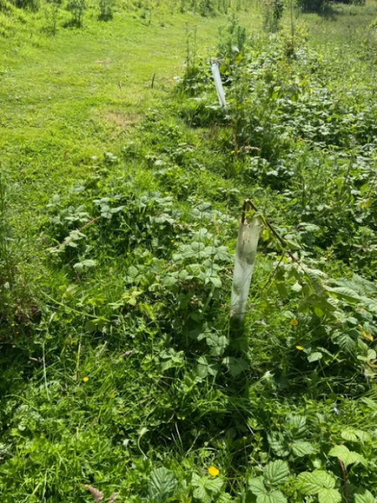 Sapling damage
