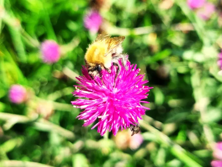 Knapweed Bee