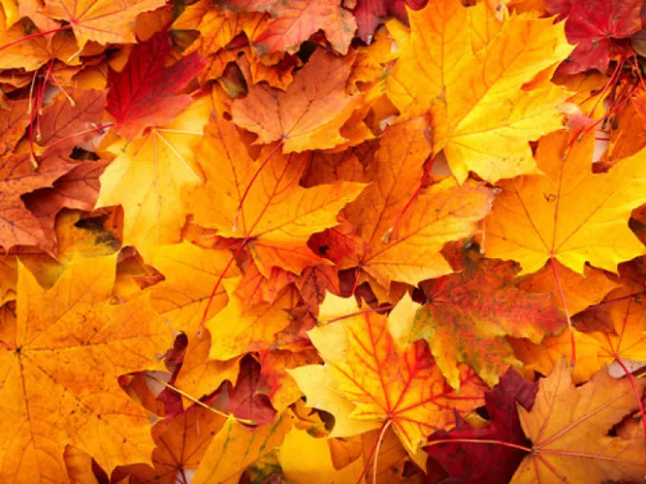 Autumn comes not leaves