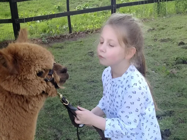 Alpaca Therapy Sessions