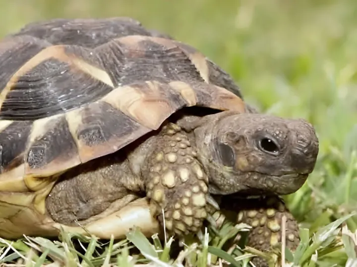 Tortoise