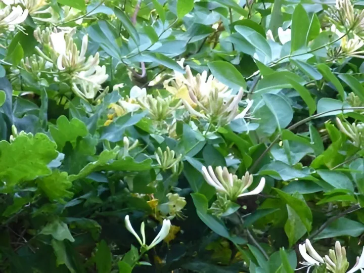 Common Honeysuckle 2
