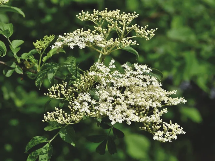 Elder, elderflower, holder bush