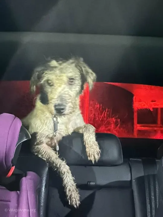 DogFoundChurchMinshull