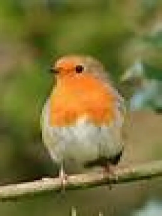 Birds Robin