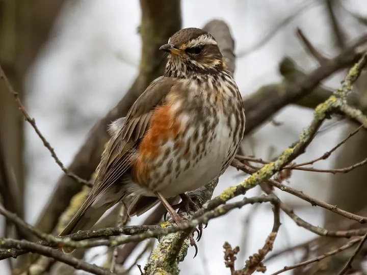 Bird, redwing, ornithology, species, fauna, nature, avian, animal, wildlife, fieldfare, migratory bird, thrush, perched, tree, redwing, redwing, redwing, redwing, redwing, fieldfare, fieldfare