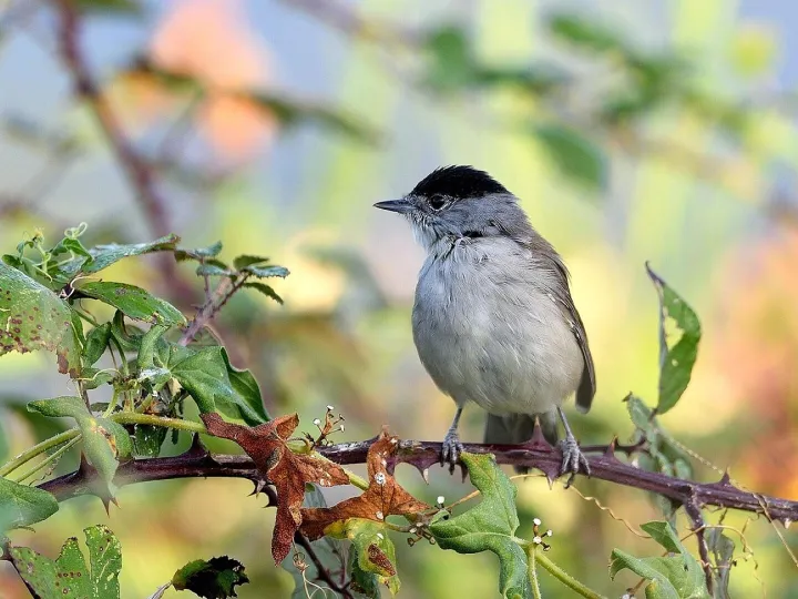 Bird, eurasian blackcap, ornithology, nature, species, fauna, avian, animal, wildlife, beak, bird, eurasian blackcap, eurasian blackcap, eurasian blackcap, eurasian blackcap, eurasian blackcap